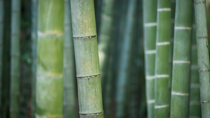 Bambou et environnement : est-il vraiment écologique ?