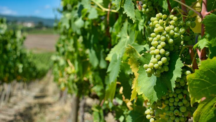Acquisition de vignes françaises grâce aux GFV