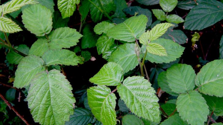 Terrains : pourquoi et quand débroussailler?