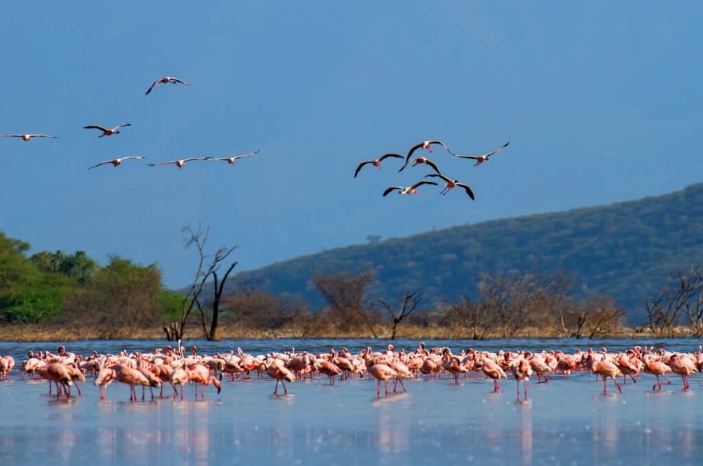 flamants roses en camargue