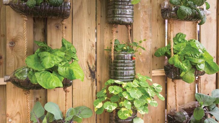 Potager vertical avec des bouteilles : comment créer son potager ?