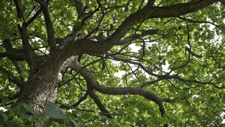 Les inconvénients du Catalpa