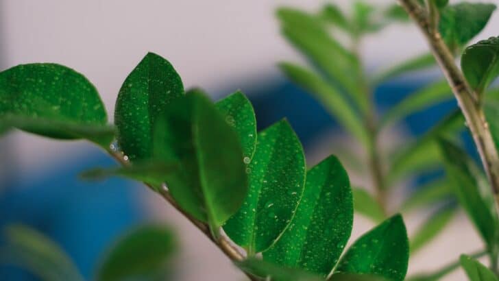 Plante ZZ : plantation et entretien du Zamioculcas