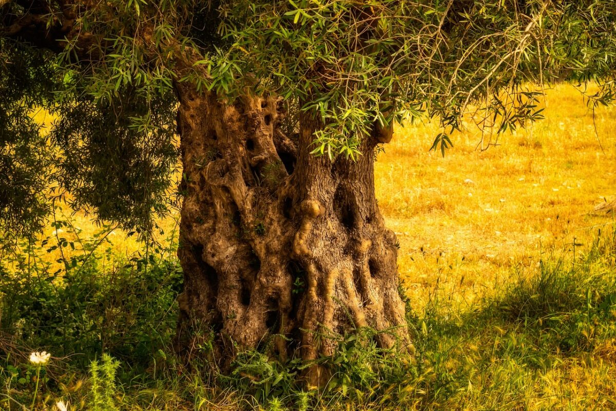 vieil olivier perd ses feuilles