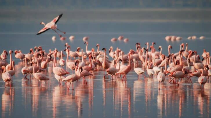 Safari en amoureux : top 5 des destinations