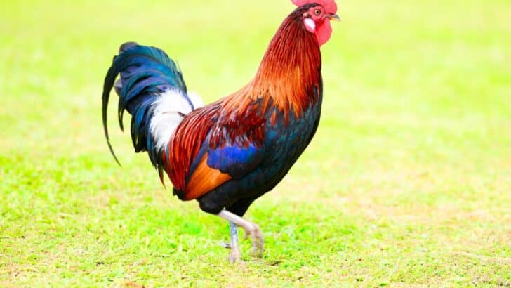 Pourquoi le coq est-il devenu un symbole national si puissant en France ?