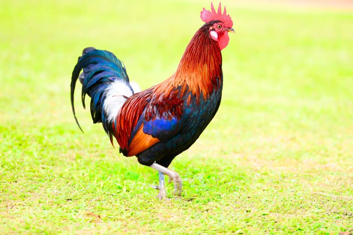 Coq symbole nationale français