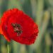 Coquelicot pavot