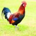 Coq symbole nationale français